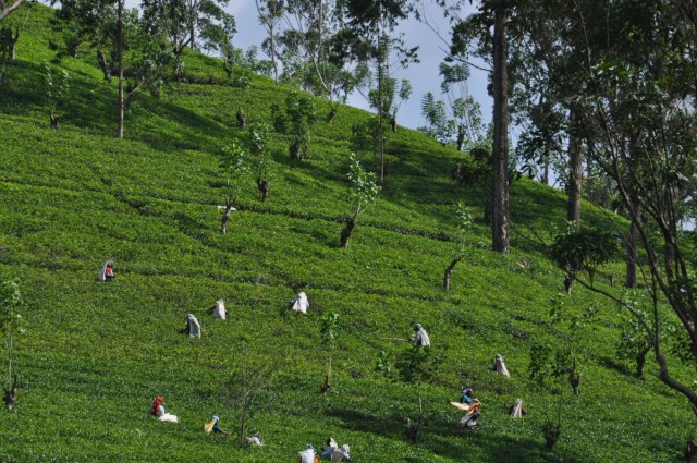 Zdj cia: AZJA, Sri Lanka - Ceylon, SRI LANKA