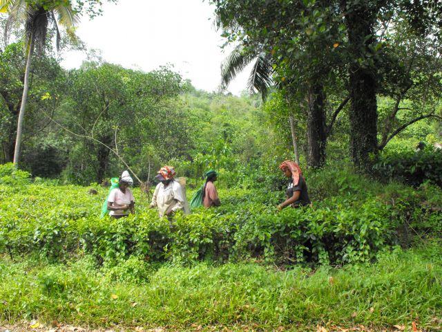 Zdjęcia: plantacje herbaty, Peradeniya, ciężka praca na plantacji herbaty, SRI LANKA Zdjęcia: plantacje herbaty, Peradeniya, ciężka praca na plantacji herbaty, SRI LANKA