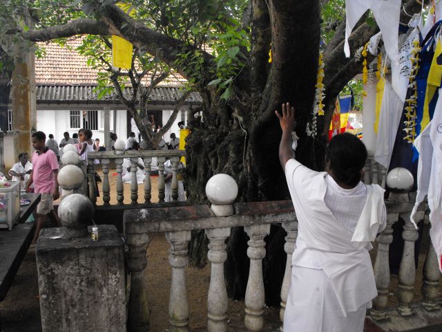 Zdjęcia: dziedziniec świątyni, Kalutara, święte drzewo, SRI LANKA Zdjęcia: dziedziniec świątyni, Kalutara, święte drzewo, SRI LANKA