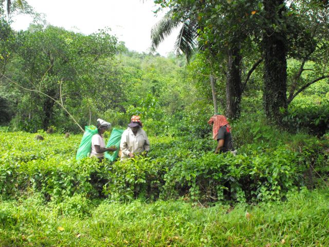 Zdjęcia: środkowa Sri Lanka, Balapitya, zbiory herbaty, SRI LANKA Zdjęcia: środkowa Sri Lanka, Balapitya, zbiory herbaty, SRI LANKA