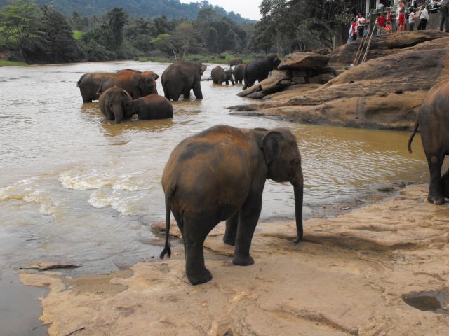 Zdjęcia: rezerawt słoni, Pinnawela, w wodzie, SRI LANKA Zdjęcia: rezerawt słoni, Pinnawela, w wodzie, SRI LANKA