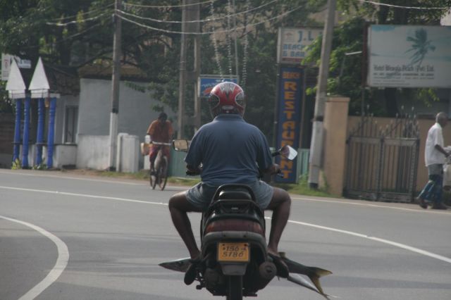 Zdjęcia: Wewala, Poludniowy zachod, Zagrycha juz w drodze, SRI LANKA Zdjęcia: Wewala, Poludniowy zachod, Zagrycha juz w drodze, SRI LANKA