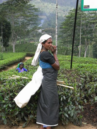 Zdjęcia: Okolice Nuwara Eliya, Uva, Mloda Tamilka, SRI LANKA Zdjęcia: Okolice Nuwara Eliya, Uva, Mloda Tamilka, SRI LANKA