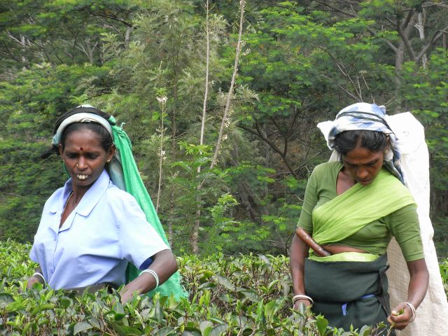 Zdjęcia: Okolice Nuwara Eliya, Uva, Pracownice plantacji, SRI LANKA Zdjęcia: Okolice Nuwara Eliya, Uva, Pracownice plantacji, SRI LANKA