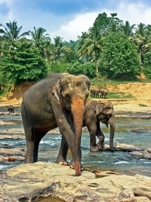 Zdjęcia: sierociniec słoni, Pinnawala , kąpiel, SRI LANKA Zdjęcia: sierociniec słoni, Pinnawala , kąpiel, SRI LANKA