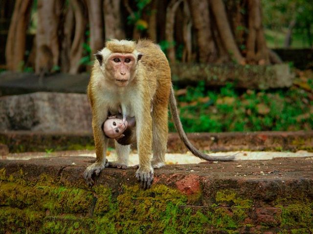 Zdjęcia: ruiny pałacu królewskiego, Polonnaruwa, Macierzyństwo, SRI LANKA Zdjęcia: ruiny pałacu królewskiego, Polonnaruwa, Macierzyństwo, SRI LANKA