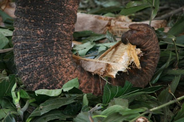 Zdjęcia: Sierociniec sloni, Pinnawella, Juz po zabawie, SRI LANKA Zdjęcia: Sierociniec sloni, Pinnawella, Juz po zabawie, SRI LANKA