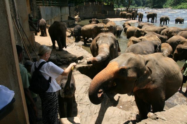 Zdjęcia: Sierociniec sloni, Pinnawella, Dokarmianie, SRI LANKA Zdjęcia: Sierociniec sloni, Pinnawella, Dokarmianie, SRI LANKA