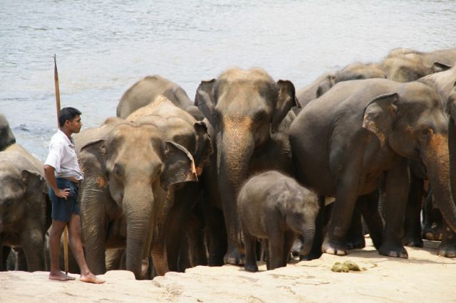Zdjęcia: Sierociniec sloni, Pinnawella, Po kapieli w rzece, SRI LANKA Zdjęcia: Sierociniec sloni, Pinnawella, Po kapieli w rzece, SRI LANKA
