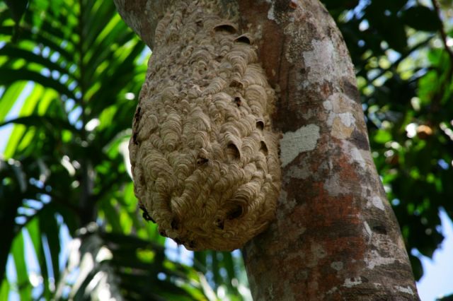 Zdjęcia: Rezerwat deszczowego lasu Sinharaja, Gniazdo szerszeni, SRI LANKA Zdjęcia: Rezerwat deszczowego lasu Sinharaja, Gniazdo szerszeni, SRI LANKA