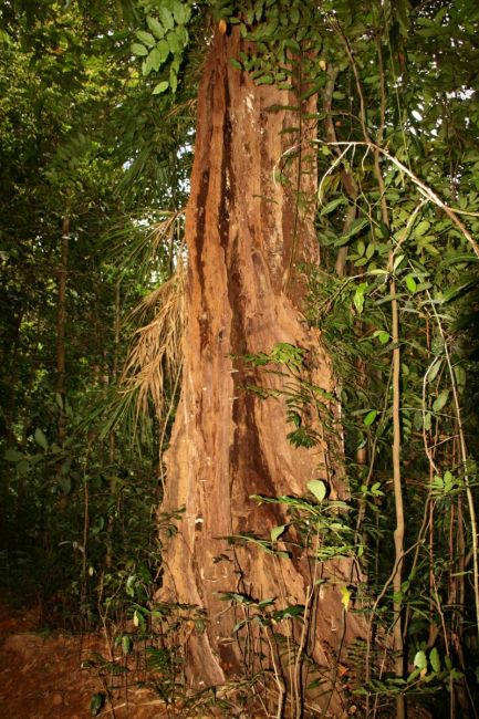 Zdjęcia: Rezerwat deszczowego lasu Sinharaja, Drzewo, SRI LANKA Zdjęcia: Rezerwat deszczowego lasu Sinharaja, Drzewo, SRI LANKA