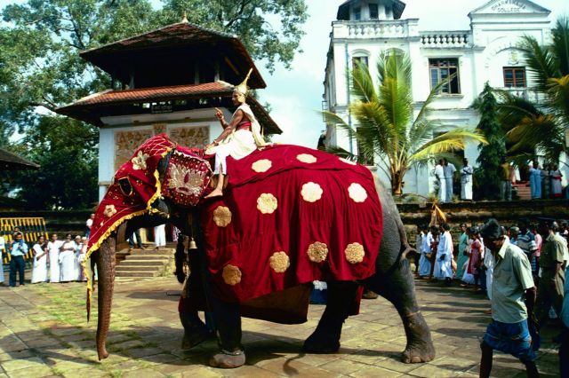 Zdjęcia: Sri Lanka / Kandy, Parada z okazji pełni księżyca, SRI LANKA Zdjęcia: Sri Lanka / Kandy, Parada z okazji pełni księżyca, SRI LANKA