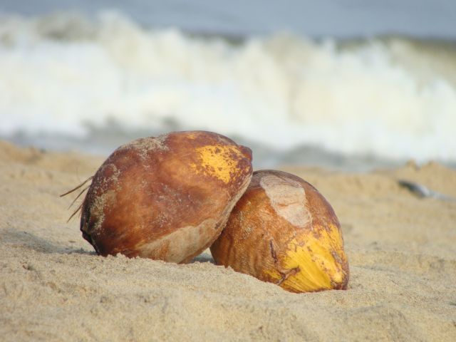 Zdjęcia: Negombo, Sri Lanka, kokos na plaży, SRI LANKA Zdjęcia: Negombo, Sri Lanka, kokos na plaży, SRI LANKA