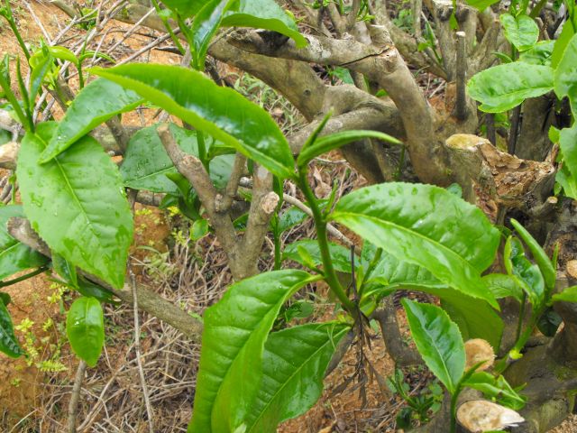 Zdjęcia: śr.cz.kraju, okolice Kandy, Cejlon Tea, SRI LANKA Zdjęcia: śr.cz.kraju, okolice Kandy, Cejlon Tea, SRI LANKA