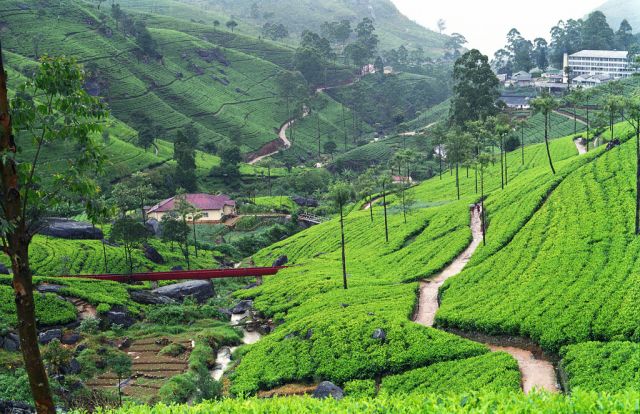 Zdjęcia: plantacje herbaty, okolice Kandy, listopad na Sri Lance, SRI LANKA Zdjęcia: plantacje herbaty, okolice Kandy, listopad na Sri Lance, SRI LANKA