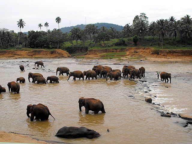 Zdjęcia: rezerwat słoni, Pinnawela, w rezerwacie, SRI LANKA Zdjęcia: rezerwat słoni, Pinnawela, w rezerwacie, SRI LANKA