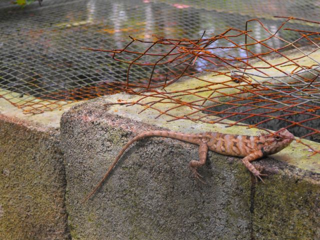 Zdjęcia: jakieś zabudowania, Beruwela, wszędobylscy goście "kameleon', SRI LANKA Zdjęcia: jakieś zabudowania, Beruwela, wszędobylscy goście "kameleon', SRI LANKA