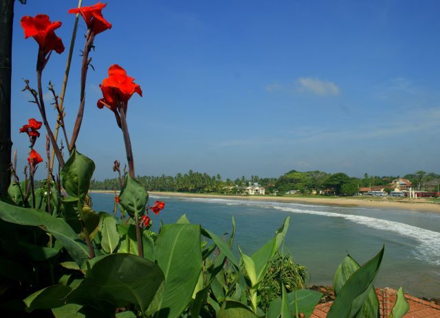 Zdjęcia: galle, galle, Kwiat na plaży, SRI LANKA Zdjęcia: galle, galle, Kwiat na plaży, SRI LANKA