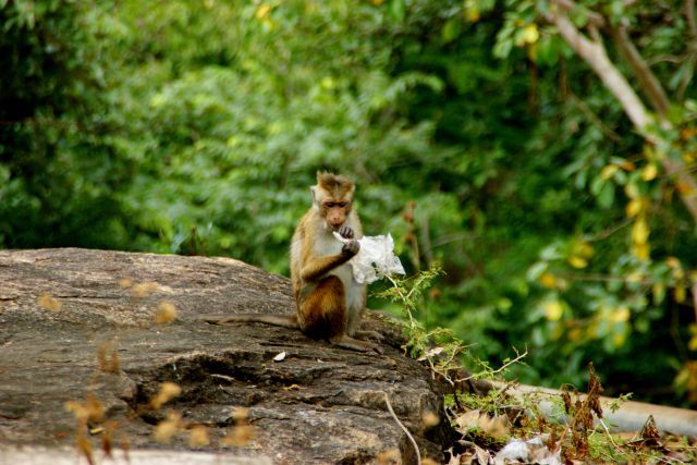 Zdjęcia: Anuradhapura, Anuradhapura, Małpka , SRI LANKA Zdjęcia: Anuradhapura, Anuradhapura, Małpka , SRI LANKA