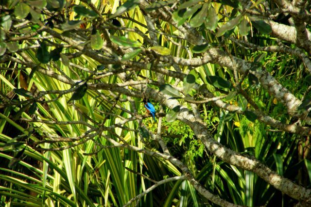 Zdjęcia: Anurapapura, Anurapapura, Ptok, SRI LANKA Zdjęcia: Anurapapura, Anurapapura, Ptok, SRI LANKA