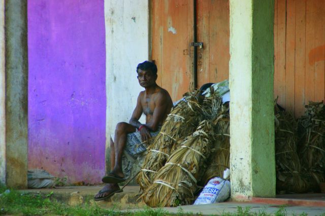 Zdjęcia: Pulanawura, Pulanawura, Palmę sprzeda , SRI LANKA Zdjęcia: Pulanawura, Pulanawura, Palmę sprzeda , SRI LANKA
