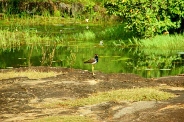 Zdjęcia: Siliguri, Siliguri, Ptok, SRI LANKA Zdjęcia: Siliguri, Siliguri, Ptok, SRI LANKA