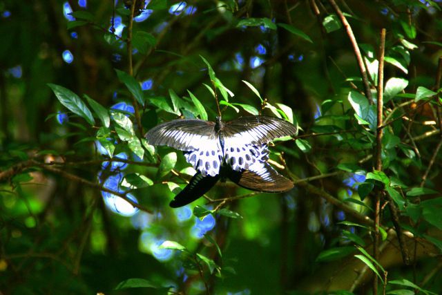 Zdjęcia: Siliguri, Siliguri, Motyl, SRI LANKA Zdjęcia: Siliguri, Siliguri, Motyl, SRI LANKA