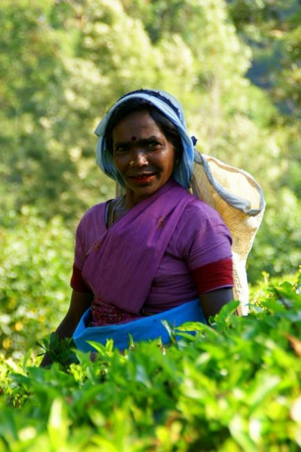 Zdjęcia: Cejlon, Cejlon, Zbieraczka, SRI LANKA Zdjęcia: Cejlon, Cejlon, Zbieraczka, SRI LANKA