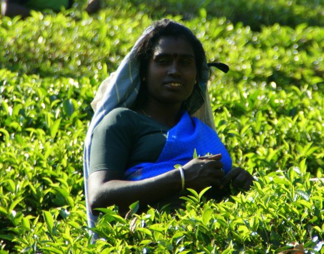 Zdjęcia: Cejlon, Cejlon, Zbiera, SRI LANKA Zdjęcia: Cejlon, Cejlon, Zbiera, SRI LANKA