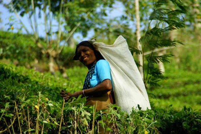 Zdjęcia: Góra Adama, Góra Adama, Zbiera, SRI LANKA Zdjęcia: Góra Adama, Góra Adama, Zbiera, SRI LANKA