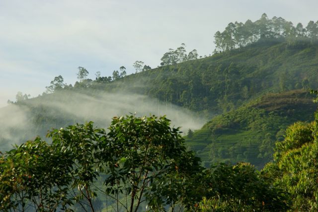 Zdjęcia: Ella, Ella, Samotnia , SRI LANKA Zdjęcia: Ella, Ella, Samotnia , SRI LANKA