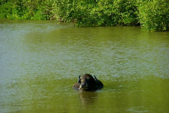 Zdjęcia: Tangale, Tangale, Zadowolony, SRI LANKA Zdjęcia: Tangale, Tangale, Zadowolony, SRI LANKA