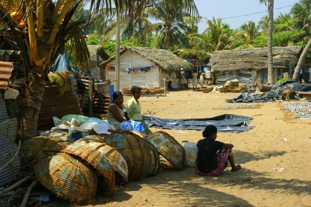 Zdjęcia: Nagambo, Nagambo, Czekają na ryby, SRI LANKA Zdjęcia: Nagambo, Nagambo, Czekają na ryby, SRI LANKA