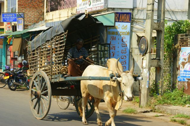 Zdjęcia: Nagambo, Nagambo, Wio, SRI LANKA Zdjęcia: Nagambo, Nagambo, Wio, SRI LANKA