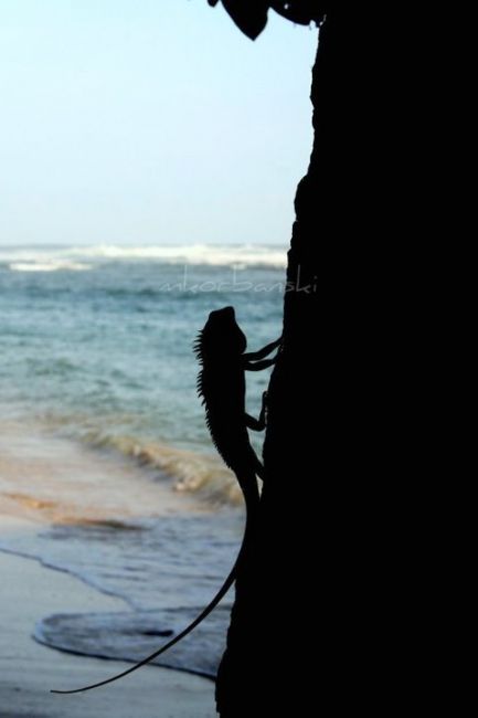 Zdjęcia: Madiha Beach, Matara, ..., SRI LANKA Zdjęcia: Madiha Beach, Matara, ..., SRI LANKA