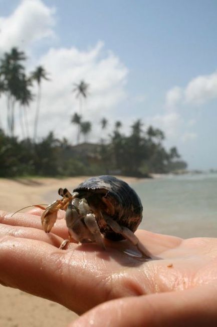 Zdjęcia: Madiha Beach, Matara, Krabik, SRI LANKA Zdjęcia: Madiha Beach, Matara, Krabik, SRI LANKA