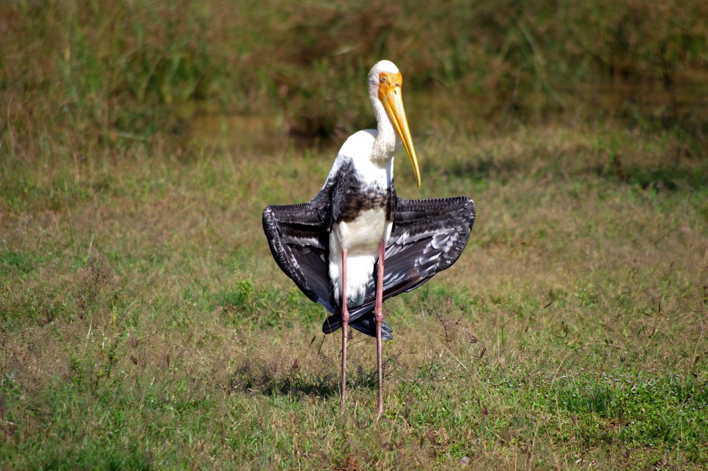 Zdjęcia: Yala National park, Wybrzeże, Dla ochłody ..., SRI LANKA Zdjęcia: Yala National park, Wybrzeże, Dla ochłody ..., SRI LANKA