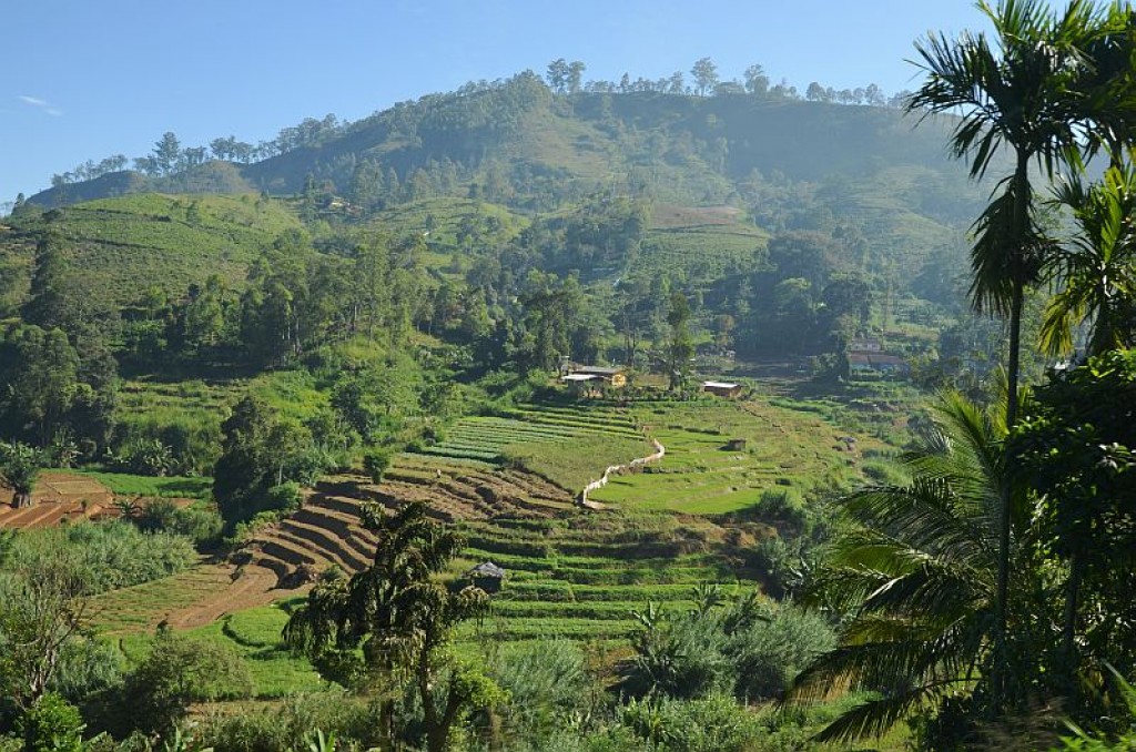 Zdjęcia: Nuwara Eliya, Kandy, pola uprawne, SRI LANKA Zdjęcia: Nuwara Eliya, Kandy, pola uprawne, SRI LANKA