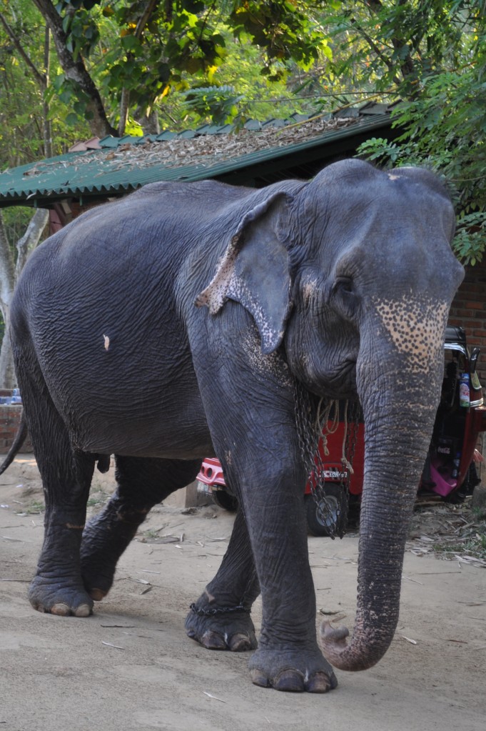 Zdjęcia: pinnawala, pinnawala, slonie , SRI LANKA Zdjęcia: pinnawala, pinnawala, slonie , SRI LANKA