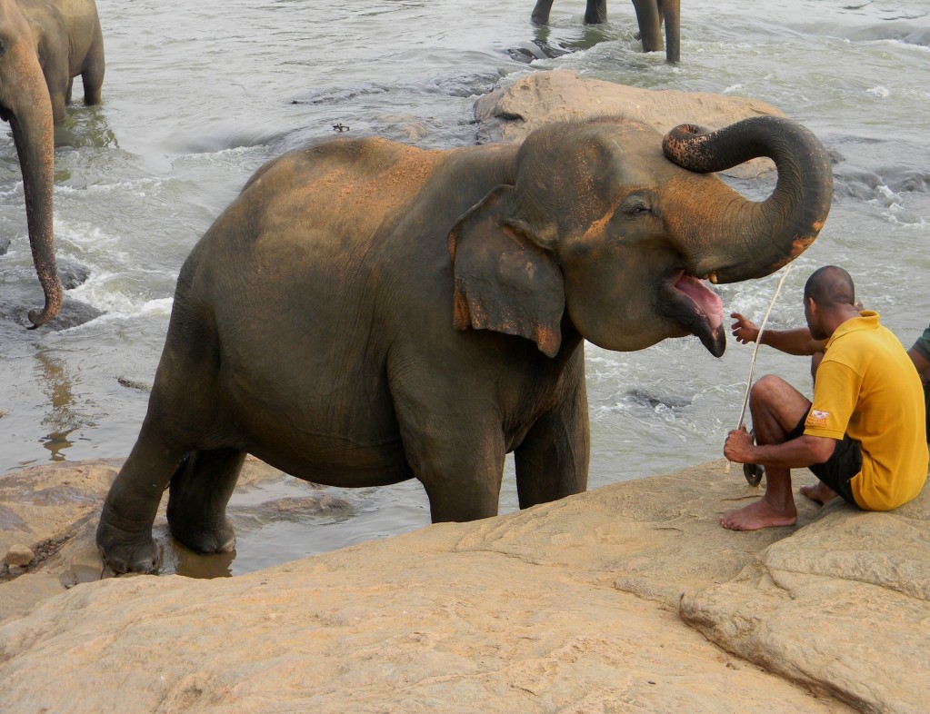 Zdjęcia: Pinnawela, Pinnawela, SRI LANKA Zdjęcia: Pinnawela, Pinnawela, SRI LANKA