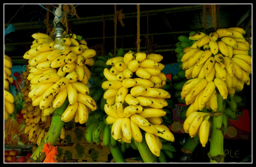 Zdjęcia: Kandy, natura, SRI LANKA Zdjęcia: Kandy, natura, SRI LANKA