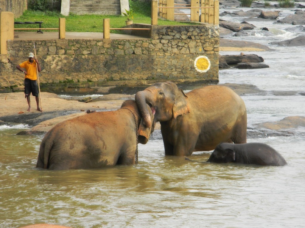 Zdjęcia: Pinnawela, Pinnawela, całusy :), SRI LANKA Zdjęcia: Pinnawela, Pinnawela, całusy :), SRI LANKA