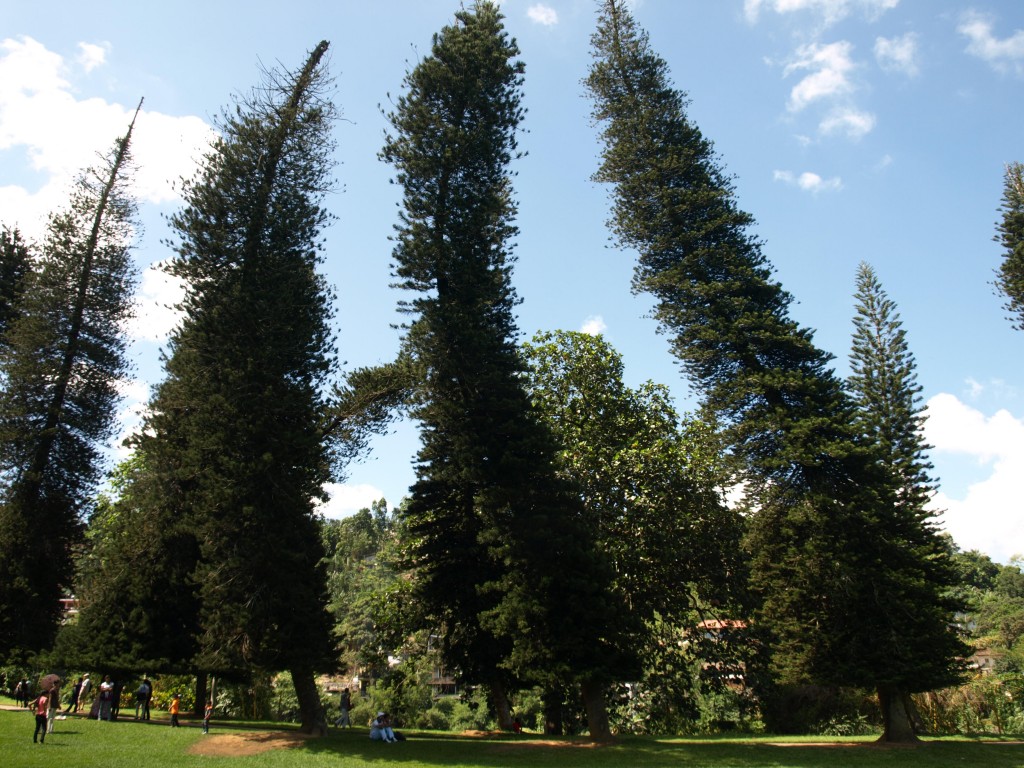 Zdjęcia: Ogród botaniczny, Kandy, "Pijane" drzewa, SRI LANKA Zdjęcia: Ogród botaniczny, Kandy, "Pijane" drzewa, SRI LANKA