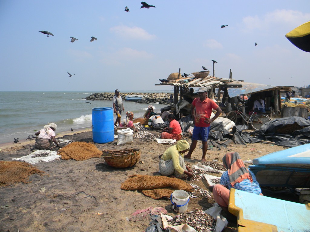 Zdjęcia: Targ rybny w Negombo, Negomcbo, Rybacy przy pracy, SRI LANKA Zdjęcia: Targ rybny w Negombo, Negomcbo, Rybacy przy pracy, SRI LANKA