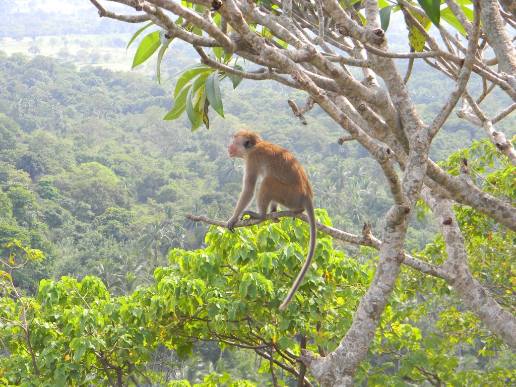 Zdjęcia: Zlota swiatynia Dambulla, Dambulla, Rudzielec, SRI LANKA Zdjęcia: Zlota swiatynia Dambulla, Dambulla, Rudzielec, SRI LANKA