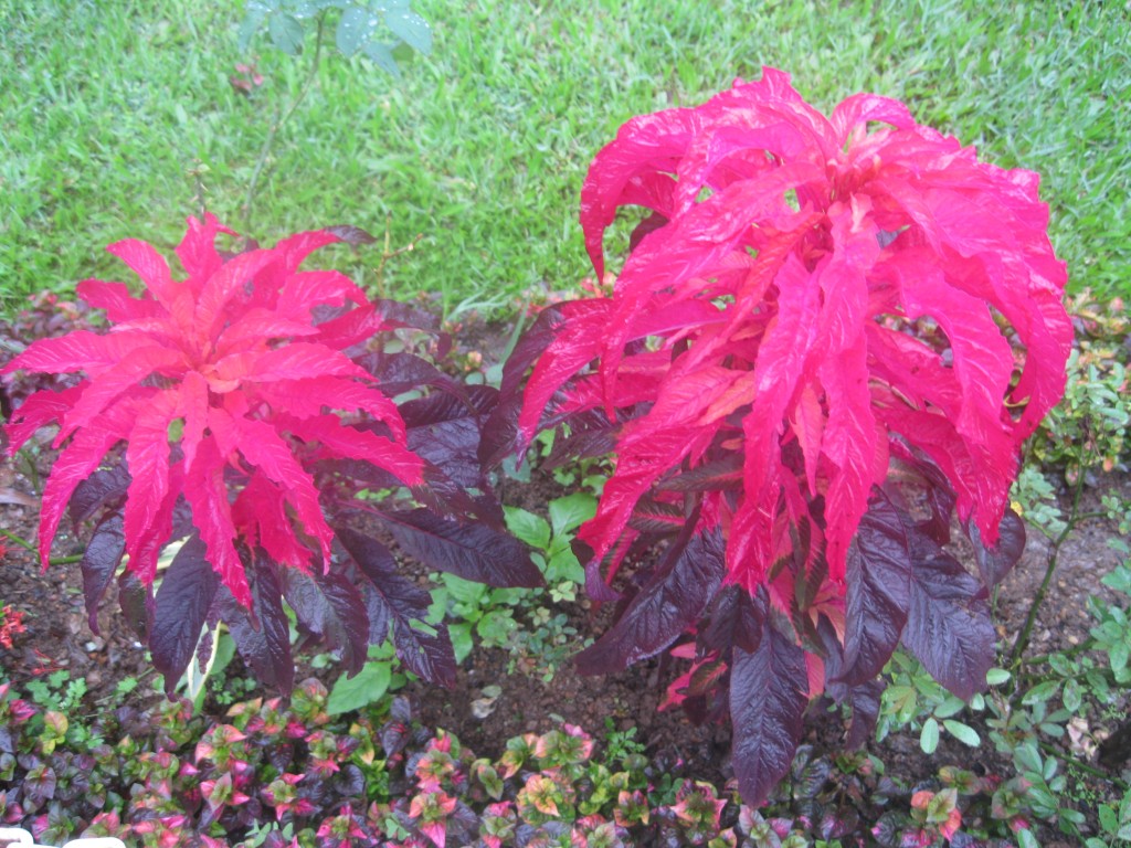 Zdjęcia: Sri Lanka, Sri Lanka, Sri Lanka, SRI LANKA Zdjęcia: Sri Lanka, Sri Lanka, Sri Lanka, SRI LANKA