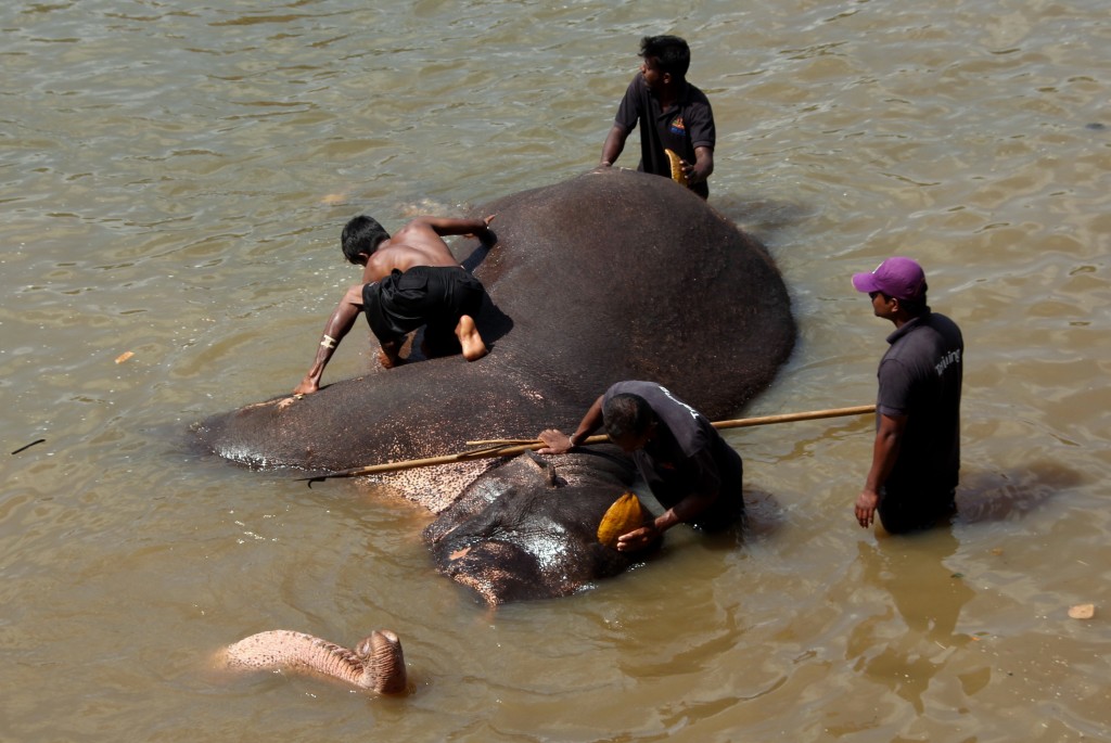 Zdjęcia: Pinnawala, Sri Lanka, Słoń w kąpieli, SRI LANKA Zdjęcia: Pinnawala, Sri Lanka, Słoń w kąpieli, SRI LANKA