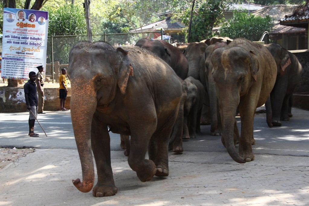 Zdjęcia: Pinnawala, Pinnawala, Kto pierwszy w kąpieli, SRI LANKA Zdjęcia: Pinnawala, Pinnawala, Kto pierwszy w kąpieli, SRI LANKA
