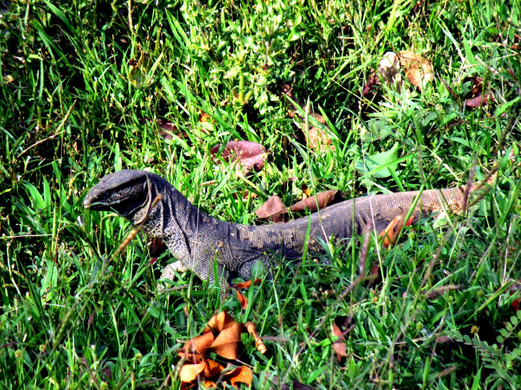 Zdjęcia: Pinnawala, Eliya, Jaszczur, SRI LANKA Zdjęcia: Pinnawala, Eliya, Jaszczur, SRI LANKA
