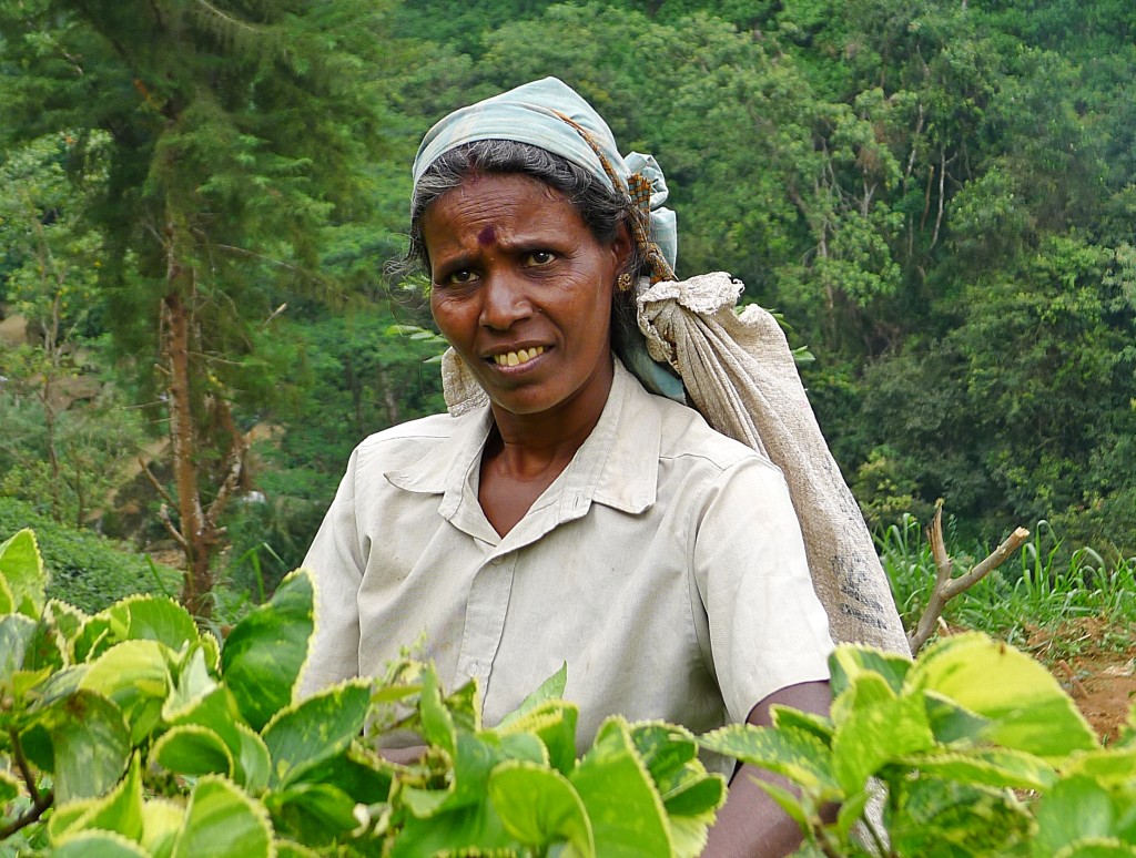 Zdjęcia: Okolice Nuwara Eliya, Prowincja Centralna, Herbaciarka II, SRI LANKA Zdjęcia: Okolice Nuwara Eliya, Prowincja Centralna, Herbaciarka II, SRI LANKA